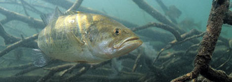 underwater-photo-smallmouth-bass